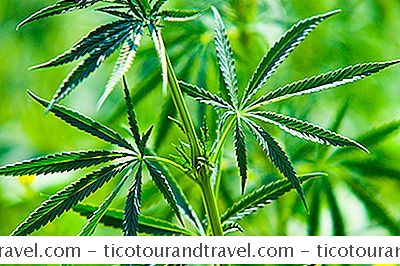 Marihuana-Tourismus In Amerika