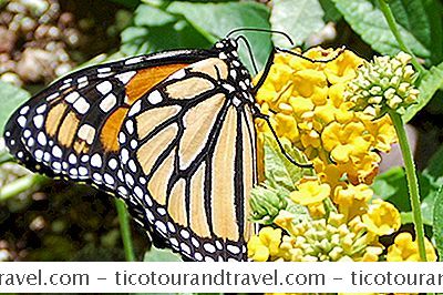Kategorie Spojené Státy: Monarch Butterfly Vystavuje V Pouštní Botanické Zahradě