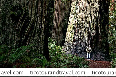Kategori Amerika Serikat: Tips Menghemat Uang Untuk Mengunjungi Taman Nasional Redwood