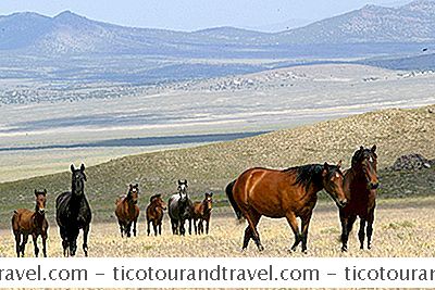 Nevada'S Wild Horses
