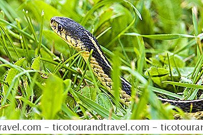 Serpientes De Los Everglades Y El Sur De La Florida