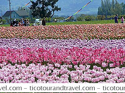 Suggerimenti Per I Visitatori Del Festival Del Tulipano Di Skagit Valley