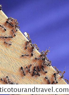 Categoría Estados Unidos: Tratamiento De Mordeduras De Hormigas Bravas En El Sur De Florida