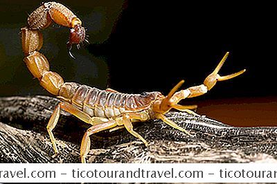 Utah Scorpions