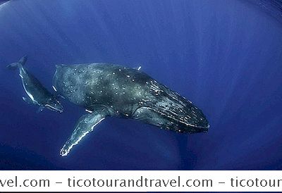 Categoria Stati Uniti: Virginia Beach Winter Whales