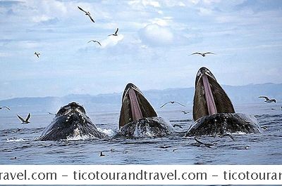  Le musa mancanti : Nera , rosa … trasparente : Cronache multicolori >  - Pagina 31 Whale-watching-in-monterey-and-santa-cruz