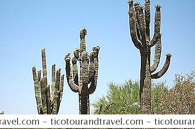 Kategori Förenta Staterna: Vad Är En Sequoia Cactus?