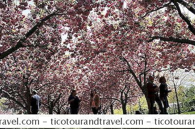 Kapan Festival Cherry Blossom, Sakura Matsuri, Di Brooklyn Botanic Garden?
