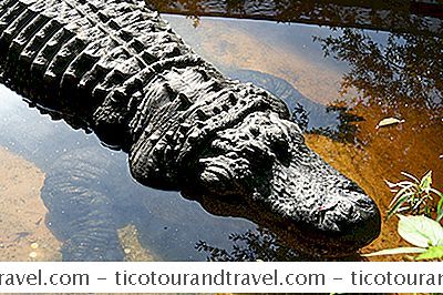Wo Man Alligatoren In Und Um New Orleans Sieht