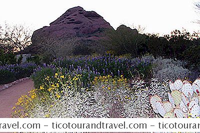 Di Mana Untuk Melihat Bunga Gurun Arizona Desert